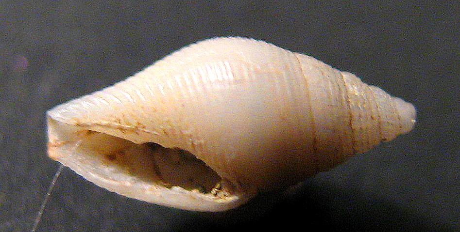 Conidae da verificare